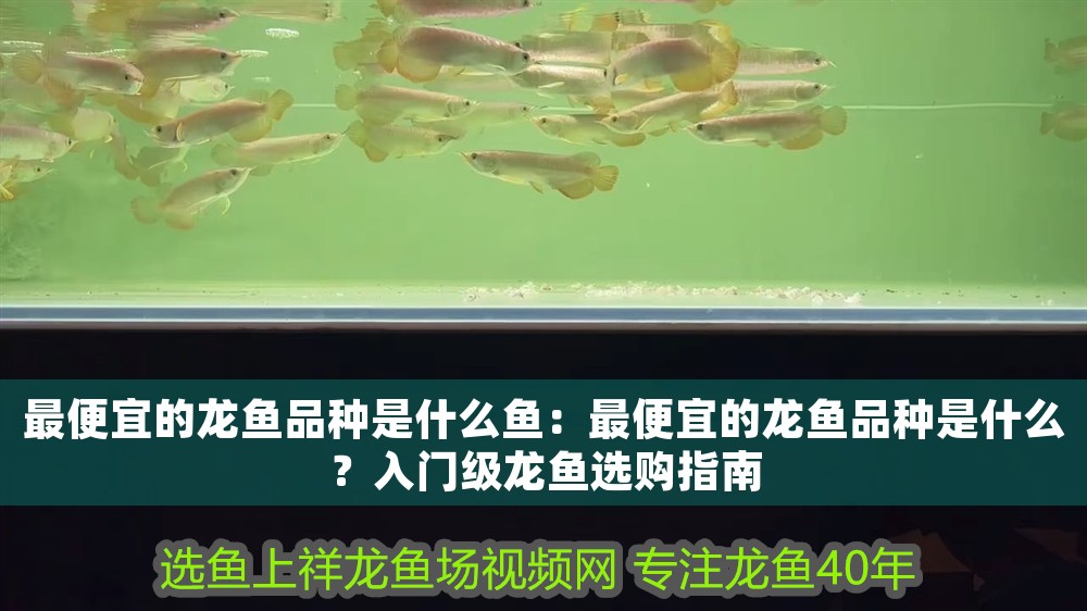 最便宜的龍魚品種是什么魚：最便宜的龍魚品種是什么？入門級龍魚選購指南 最便宜的龍魚品種是什么魚：最便宜的龍魚品種是什么？入門級龍魚選購指南 龍魚百科 第1張