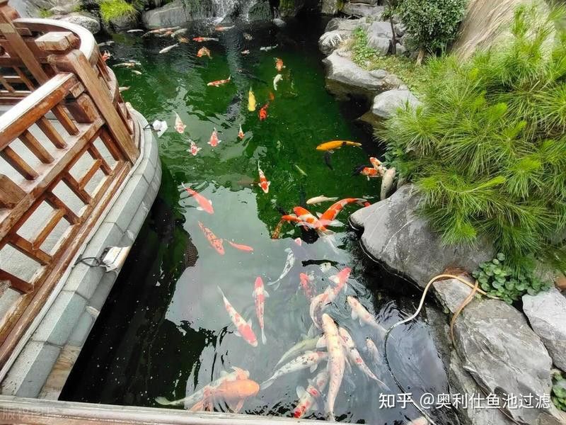 如何為龍魚提供穩(wěn)定的水溫環(huán)境？ 如何為龍魚提供穩(wěn)定的水溫環(huán)境？ 龍魚百科 第4張