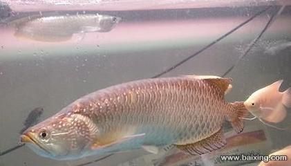 龍魚那里買：在哪里購買龍魚