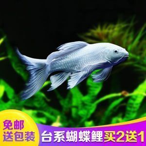 龍魚怎么發色快又好看圖片：如何模擬自然光照養龍魚,黑缸養殖對龍魚的影響