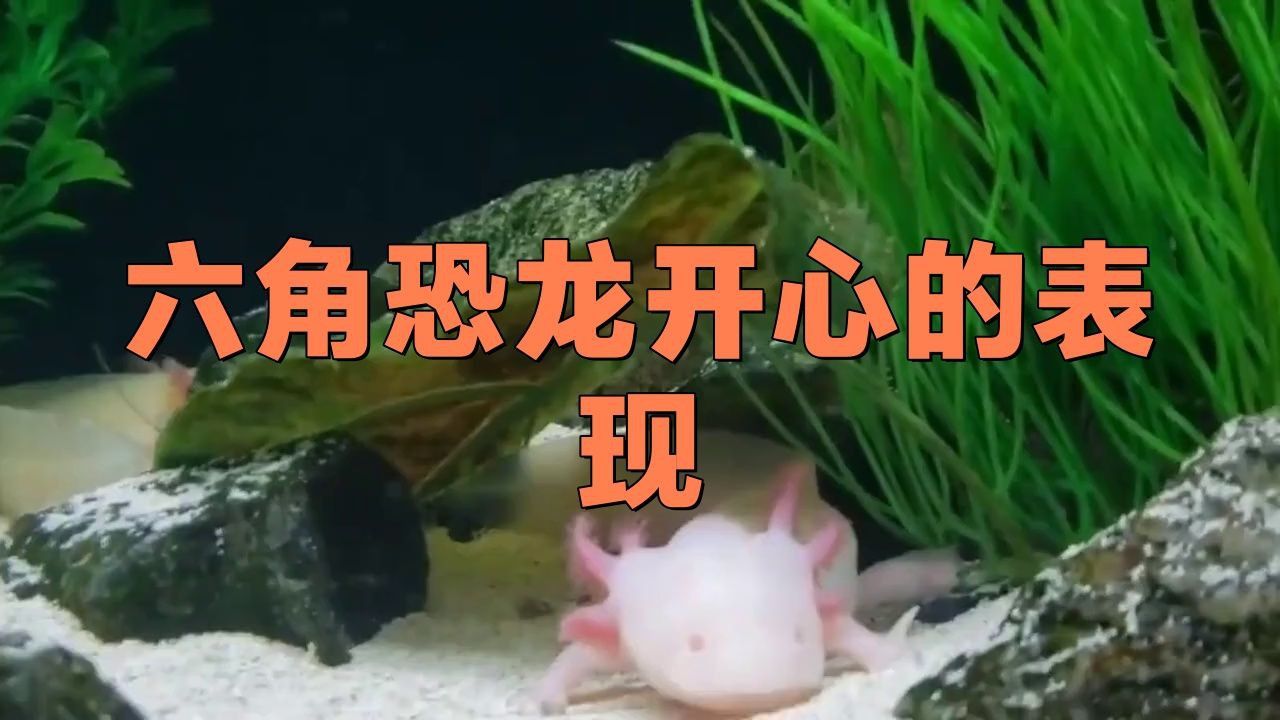 六角恐龍會(huì)認(rèn)主人嗎