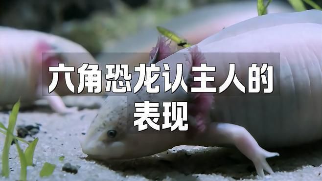 六角恐龍會(huì)認(rèn)主人嗎