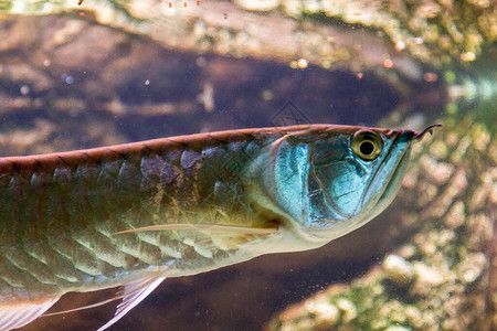 龍魚 品相：龍魚論壇(龍魚論壇及官網龍魚論壇及官網介紹