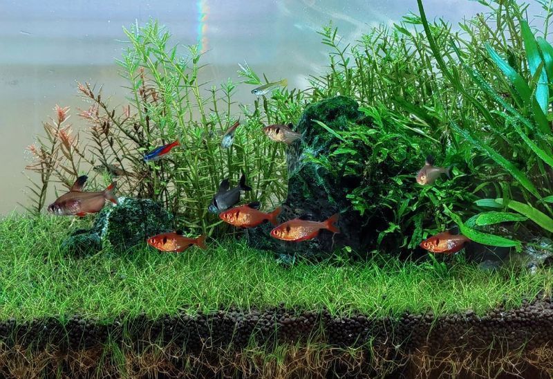 玫瑰銀板魚(yú)最忌三種魚(yú)
