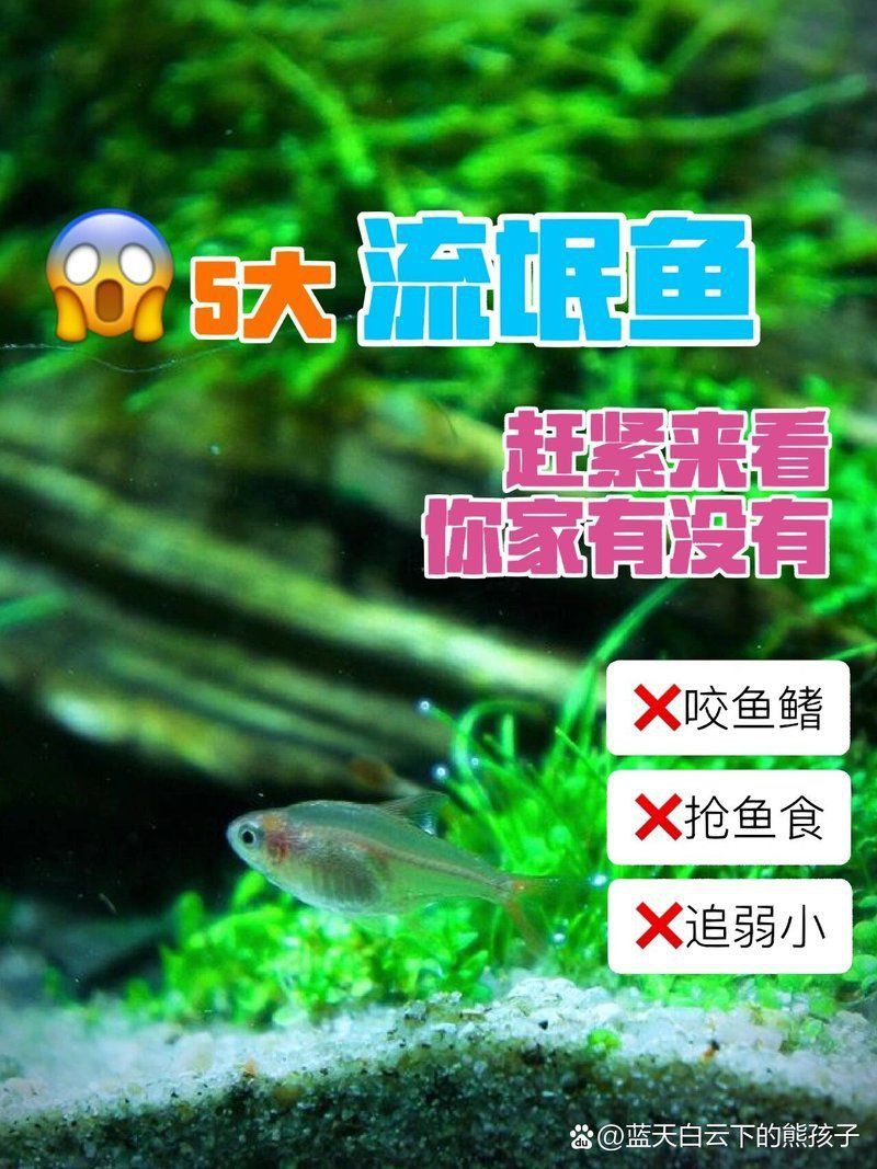 玫瑰銀板魚(yú)最忌三種魚(yú)