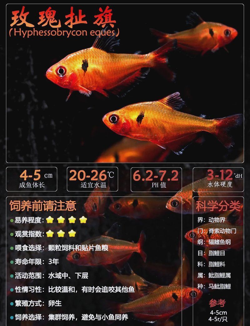玫瑰銀板魚(yú)最忌三種魚(yú)