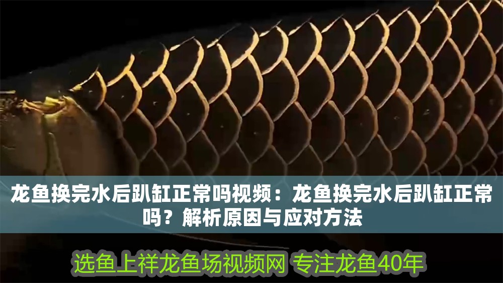 龍魚換完水后趴缸正常嗎視頻：龍魚換完水后趴缸正常嗎？解析原因與應對方法