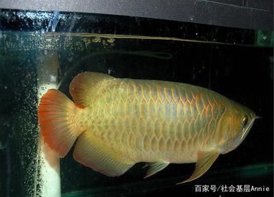 過背金龍魚和高背金龍魚哪個好養一點（過背金龍魚和高背金龍魚在養殖難度上并沒有顯著的差異）