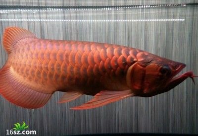 紅龍魚的等級怎么分：紅龍魚的等級劃分 紅龍魚的等級怎么分：紅龍魚的等級劃分 龍魚百科 第3張