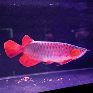 紅龍魚幼魚需要找個伴么：紅龍魚幼魚是否需要找個伴，紅龍魚幼魚需要找個伴么