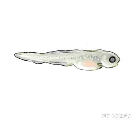 金老虎魚一個月能長多大