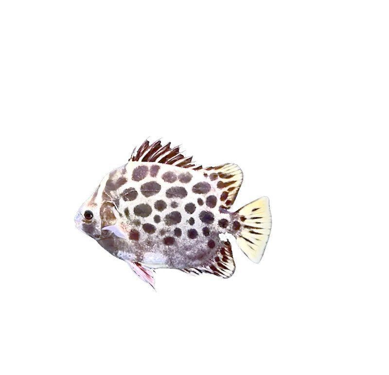 金老虎魚一個月能長多大