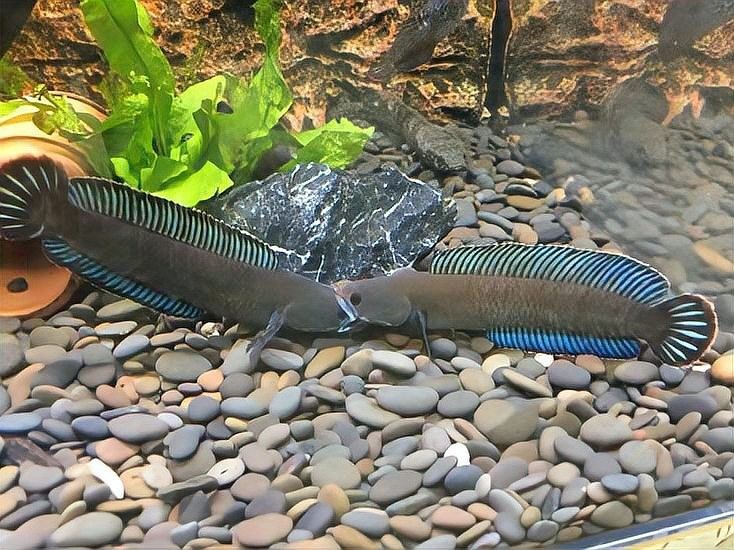 雷龍魚簡介