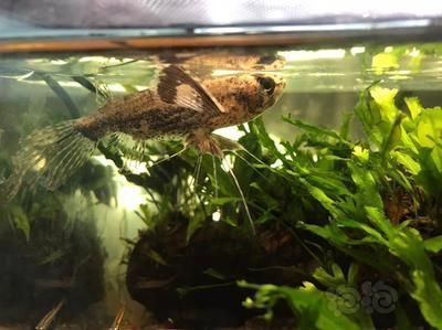 龍魚和蝴蝶鯉的混養可能性（龍魚和蝴蝶鯉可以混養但需要考慮關鍵因素和細節和細節）