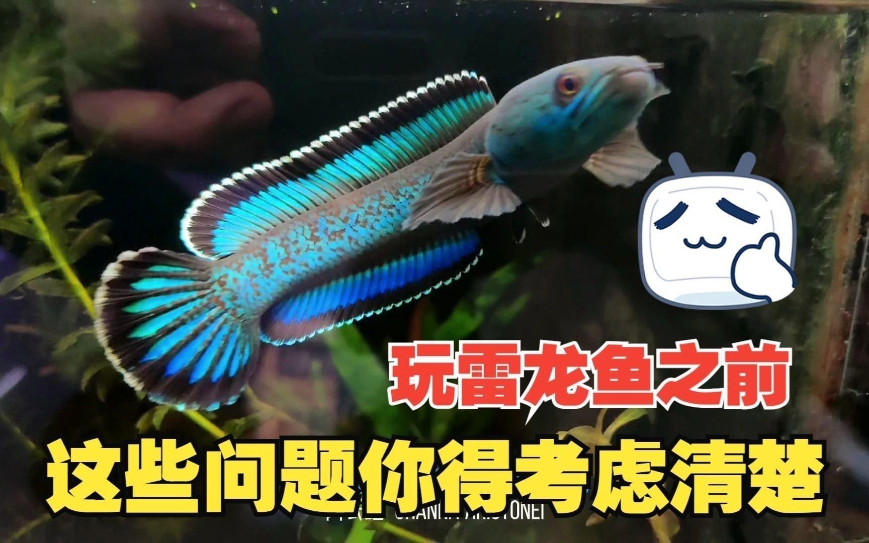 如何挑選高品質的雷龍魚？