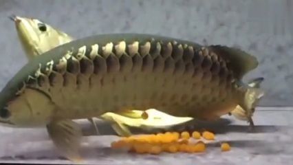 金龍魚一天喂多少量：金龍魚的喂食量和頻率應根據其大小和生長階段來合理安排 金龍魚一天喂多少量：金龍魚的喂食量和頻率應根據其大小和生長階段來合理安排 龍魚百科 第3張