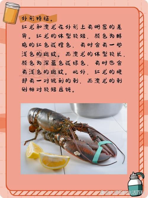 澳龍和紅龍哪個更貴？