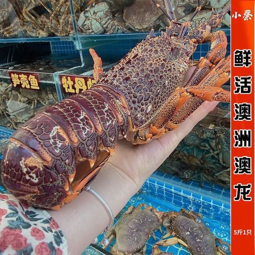 澳龍和紅龍哪個更貴？