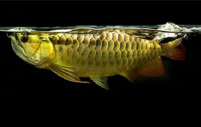 辨別金龍魚的真假可以從以下幾個方面進行：怎樣辨別金龍魚的真假：如何辨別金龍魚的真假