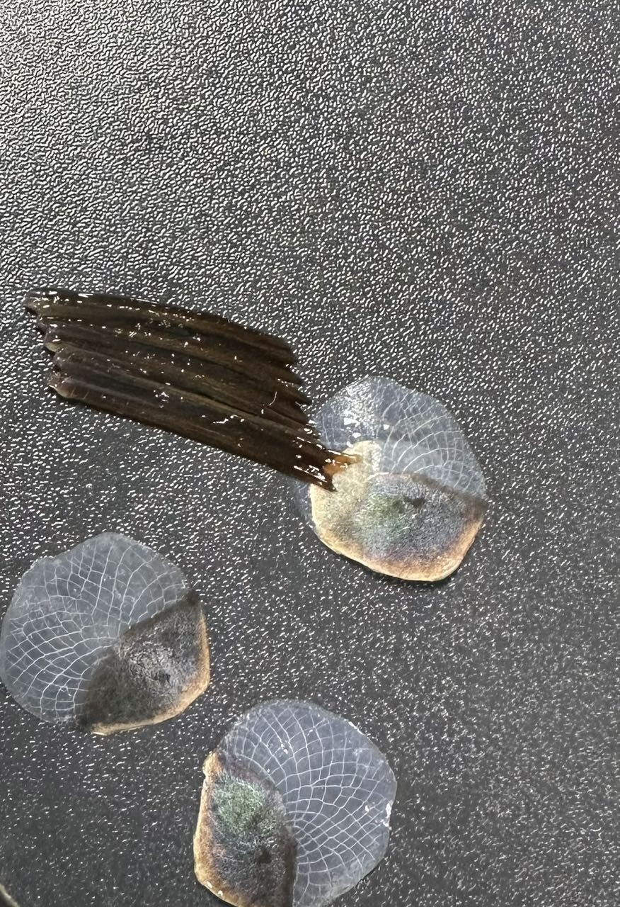 養(yǎng)幾條龍魚風(fēng)水：養(yǎng)龍魚的風(fēng)水講究
