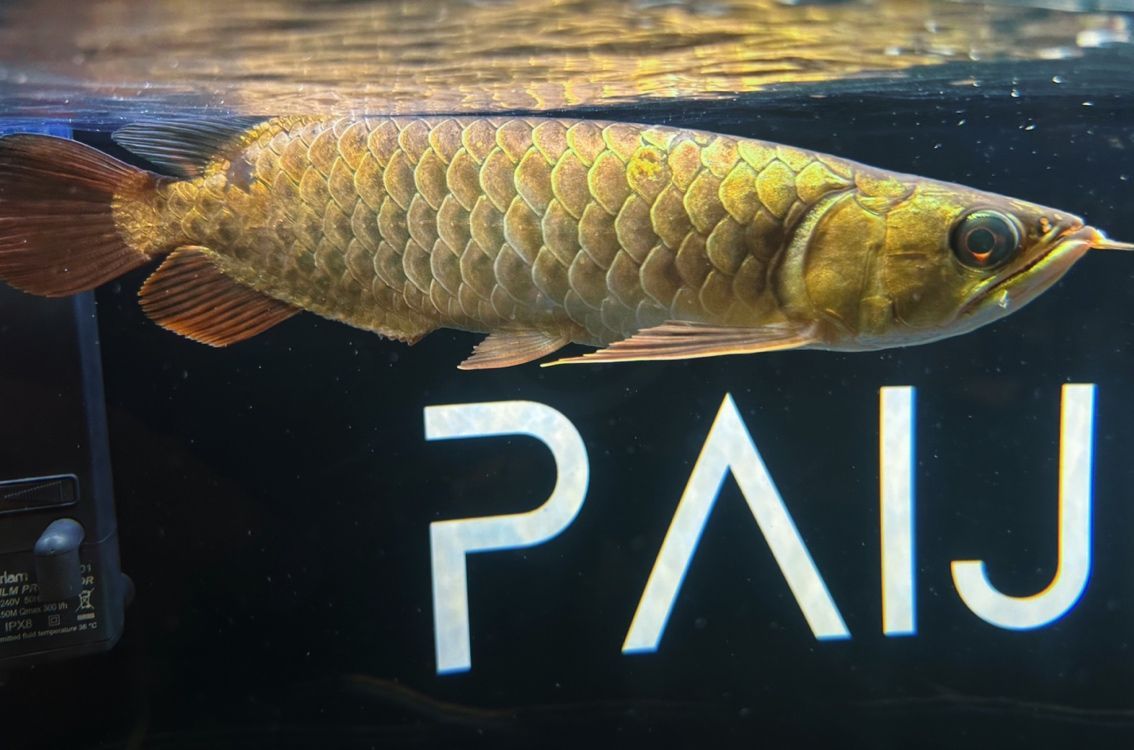 養(yǎng)幾條龍魚風(fēng)水：養(yǎng)龍魚的風(fēng)水講究