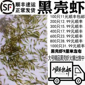 40公分龍魚喂幾個蝦米好（40公分的龍魚每天喂食多少蝦仁wen.baidu.com）