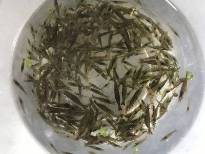 40公分龍魚喂幾個蝦米好（40公分的龍魚每天喂食多少蝦仁wen.baidu.com）