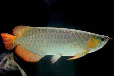 雷龍魚排行：雷龍魚排行榜