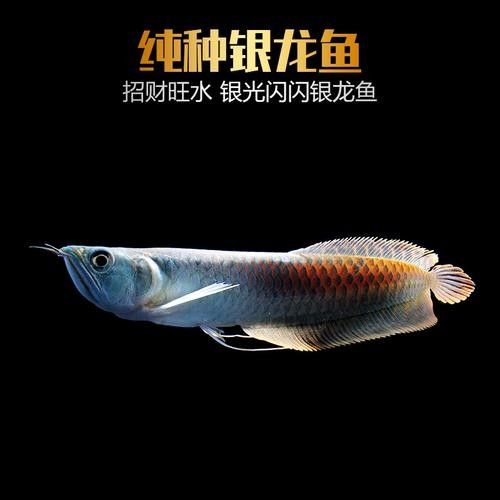 銀龍魚的價(jià)格多少錢一條圖片及價(jià)格