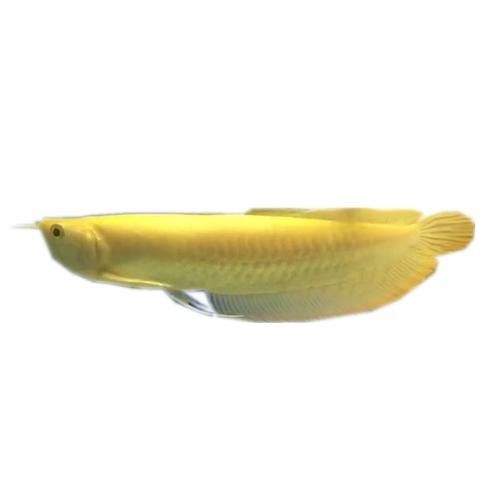 銀龍魚的價(jià)格多少錢一條圖片及價(jià)格