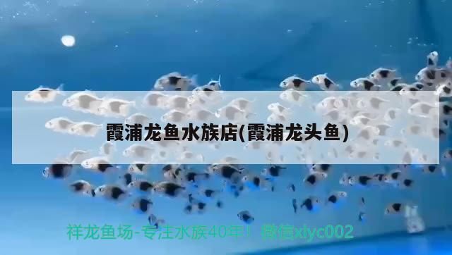 紅魔王銀版魚價格趨勢：紅魔王銀版魚價格趨勢分析紅魔王銀版魚價格趨勢