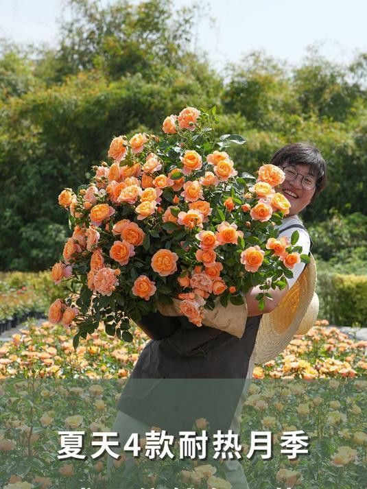 紅龍月季的耐熱性如何？
