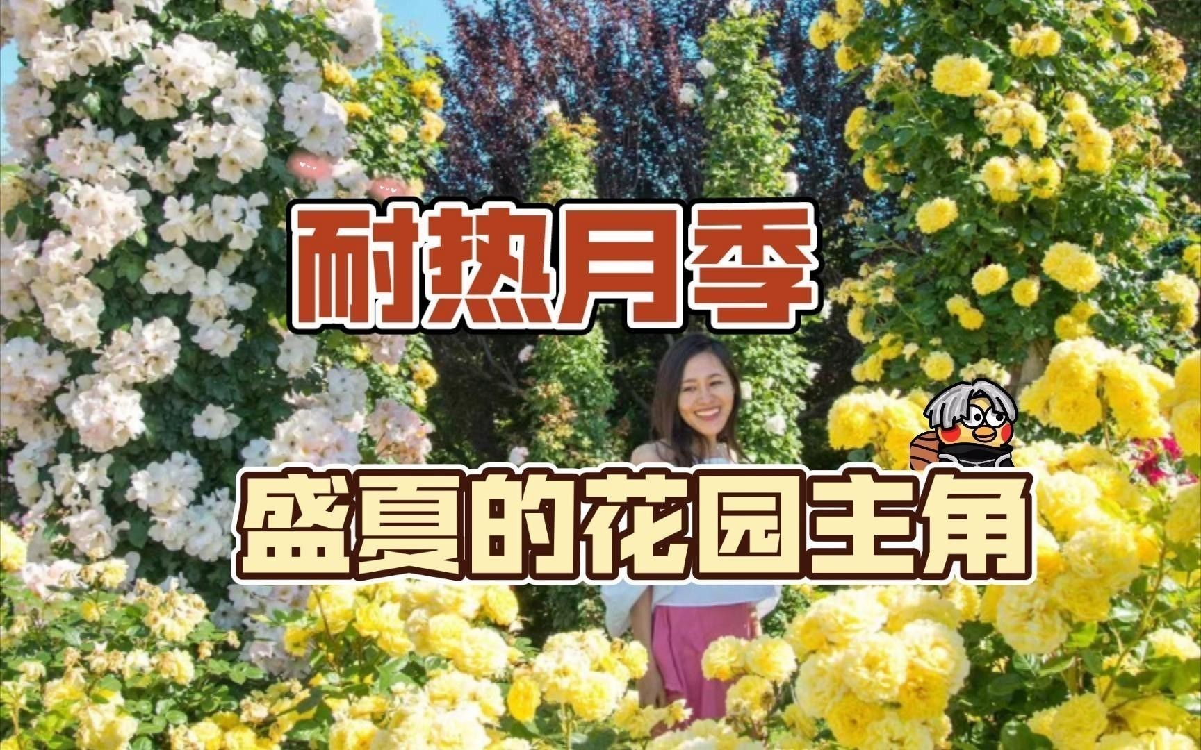 紅龍月季的耐熱性如何？
