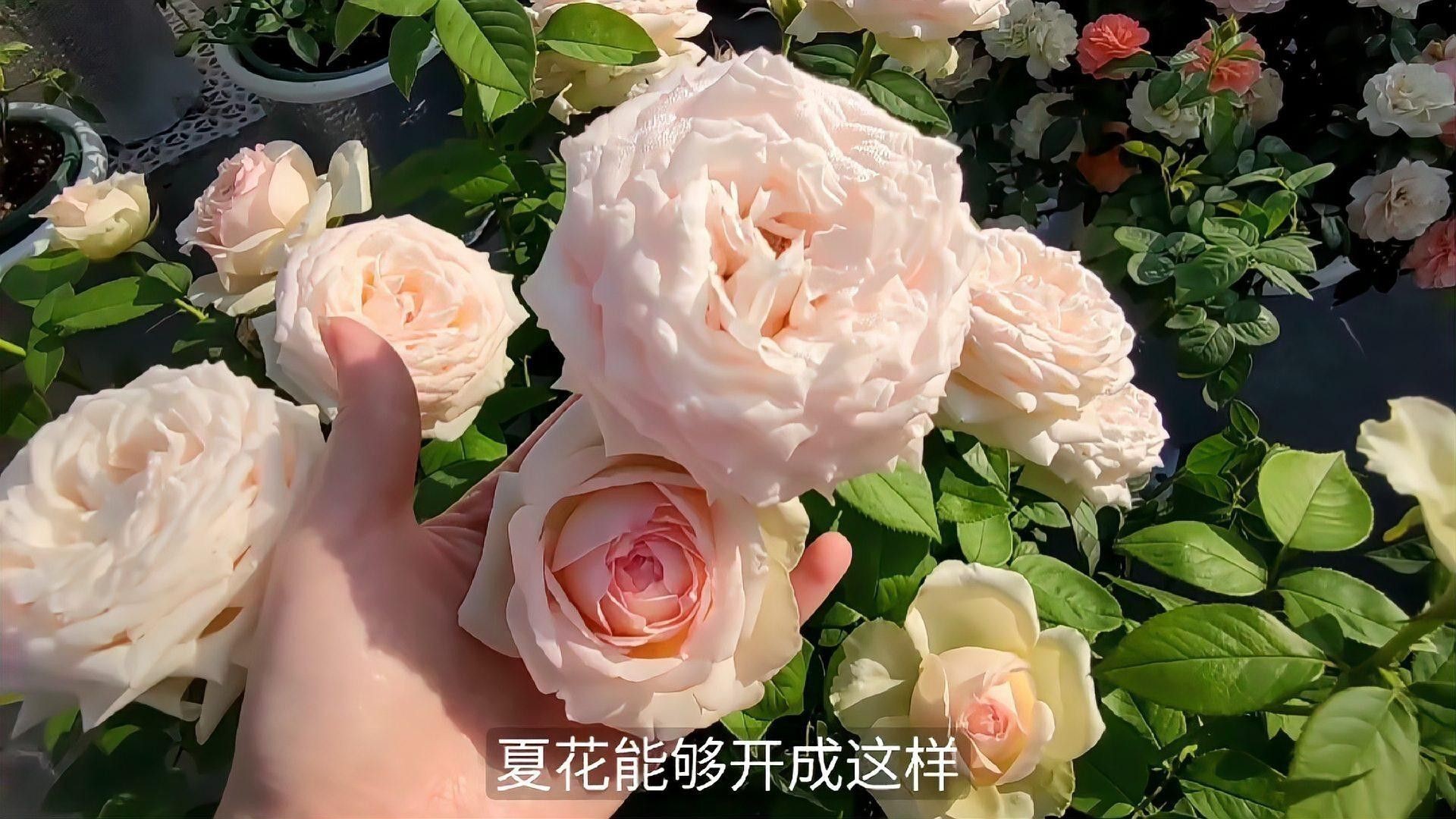 紅龍月季的耐熱性如何？