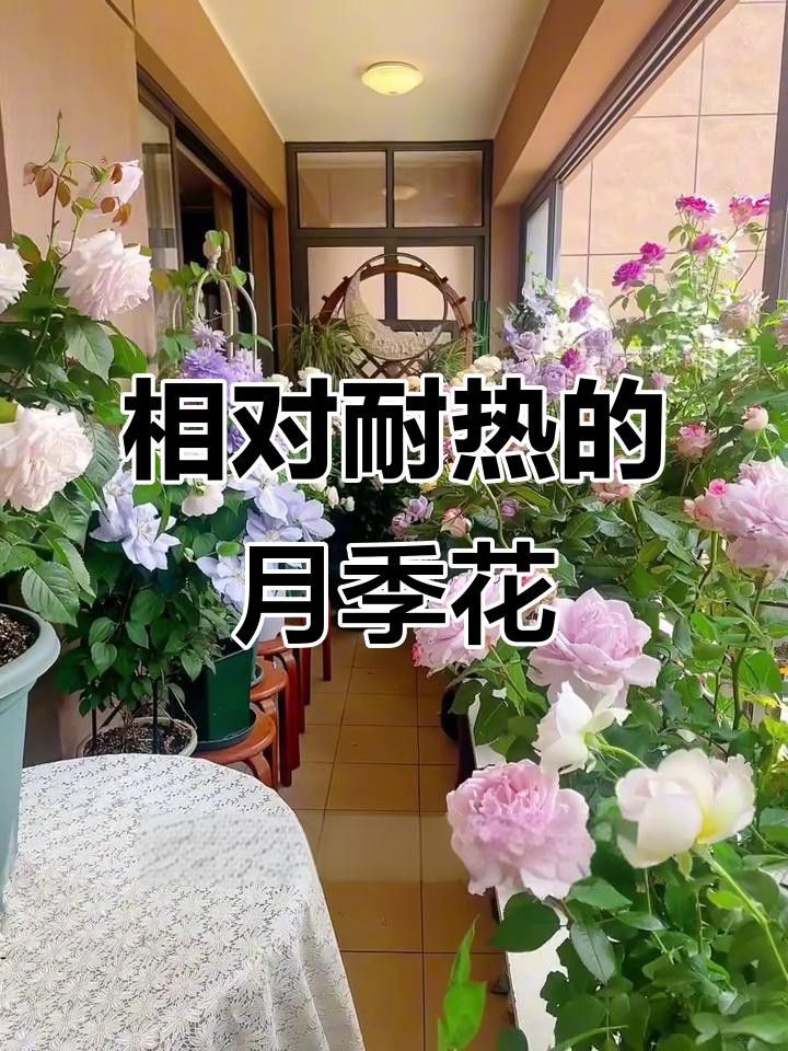 紅龍月季的耐熱性如何？