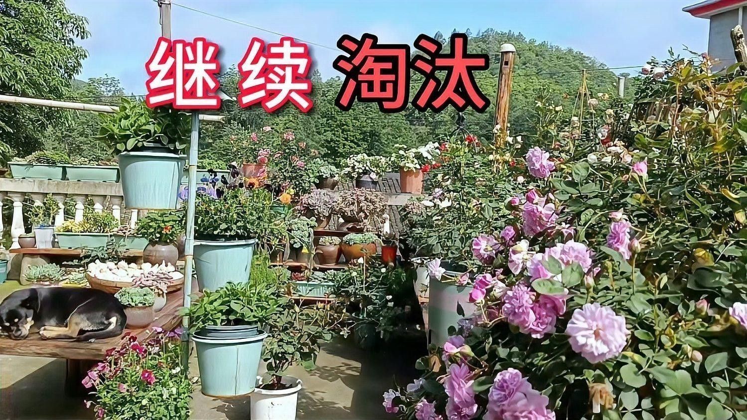 紅龍月季的耐熱性如何？