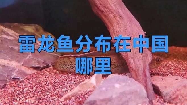 中國本土龍魚品種大全