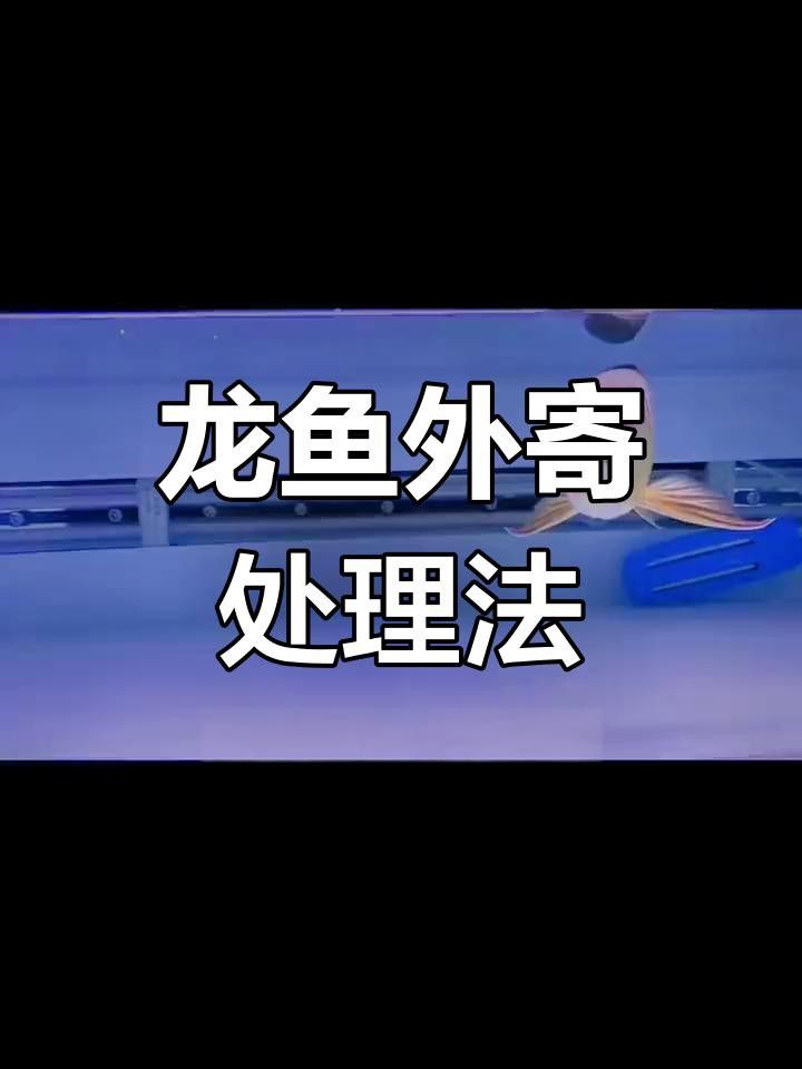 龍魚寄生蟲感染有哪些癥狀？ 龍魚寄生蟲感染有哪些癥狀？ 龍魚百科 第2張