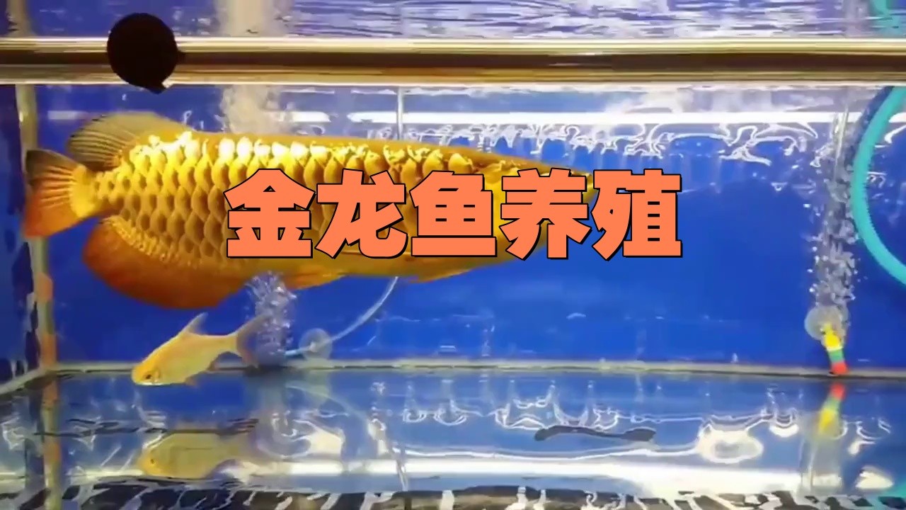 過背金龍的最佳飼養環境是什么？