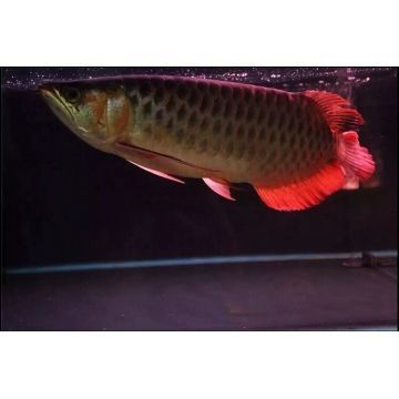 紅龍魚45公分年齡多大:紅龍魚年齡可以通過以下幾種方法判斷紅龍魚的年齡 龍魚百科 第1張 紅龍魚45公分年齡多大:紅龍魚年齡可以通過以下幾種方法判斷紅龍魚的年齡 紅龍魚45公分年齡多大:紅龍魚年齡可以通過以下幾種方法判斷紅龍魚的年齡 龍魚百科 第1張