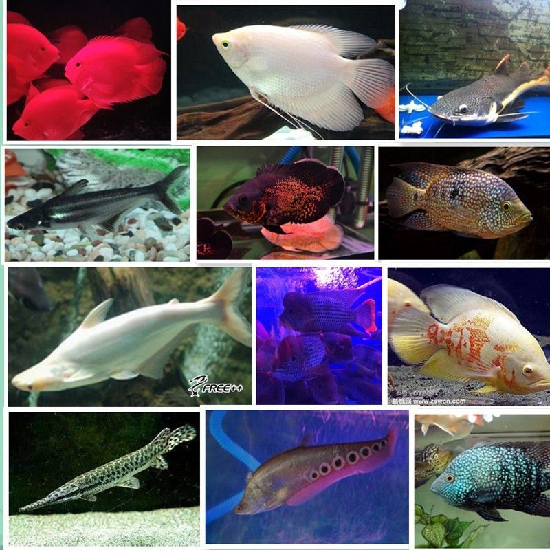 狗仔（招財貓)魚苗：狗仔（招財貓）魚苗是一種受歡迎的觀賞魚