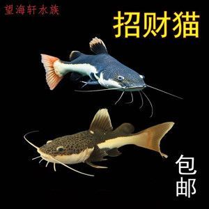 狗仔（招財貓)魚苗：狗仔（招財貓）魚苗是一種受歡迎的觀賞魚