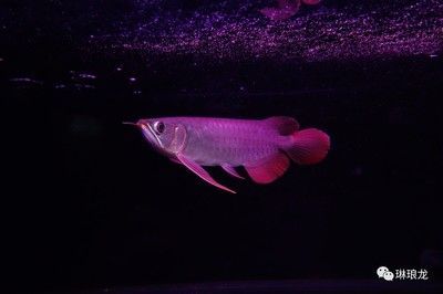 養龍魚需要開燈光嗎冬天：養龍魚需要開燈光嗎 養龍魚需要開燈光嗎冬天：養龍魚需要開燈光嗎 龍魚百科 第3張
