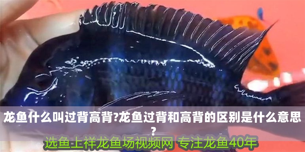 龍魚什么叫過背高背?龍魚過背和高背的區別是什么意思？