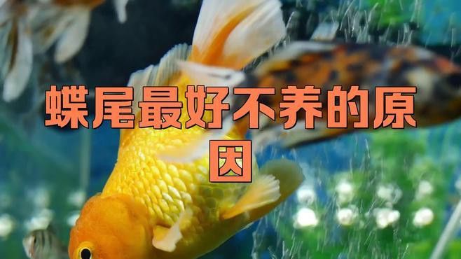 紅龍魚弓背怎么養(yǎng)：紅龍魚弓背怎么養(yǎng)護紅龍魚弓背怎么養(yǎng)護紅龍魚弓背