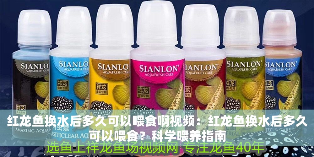 紅龍魚換水后多久可以喂食啊視頻：紅龍魚換水后多久可以喂食？科學喂養指南
