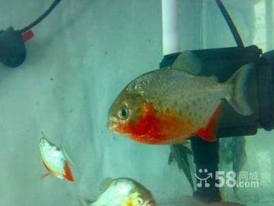 黑影道人魚,關于“長春虎魚”的問題 龍魚百科 第2張 黑影道人魚,關于“長春虎魚”的問題 黑影道人魚,關于“長春虎魚”的問題 龍魚百科 第2張