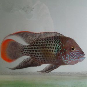 虎頭鯊和龍魚可以混養么虎鯊和龍魚可以混養么：虎頭鯊可以和龍魚混養么？