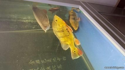 巴西亞和金龍魚，巴西亞魚和金龍魚混養的注意事項