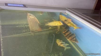 巴西亞和金龍魚，巴西亞魚和金龍魚混養的注意事項